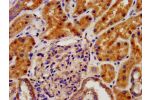 IHC image of CSB-PA622791LA01HU diluted at 1:500 and staining in paraffin-embedded human kidney tissue performed on a Leica BondTM system. After dewaxing and hydration, antigen retrieval was mediated by high pressure in a citrate buffer (pH 6.0). Section 