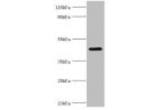Western blot<br />
All lanes:E2F2 antibody at 2ug/ml+293T whole cell lysate<br />
Secondary<br />
Goat polyclonal to rabbit at 1/10000 dilution<br />
Predicted band size: 48kDa<br />
Observed band size: 48kDa<br />