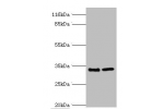 Western blot<br />
All lanes:EBP antibody at 2ug/ml<br />
Lane 1:A549 whole cell lysate<br />
Lane 2:293T whole cell lysate<br />
Secondary<br />
Goat polyclonal to rabbit at 1/10000 dilution<br />
Predicted band size: 35kDa<br />
Observed band size: 35kD