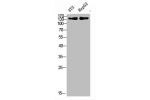 Western Blot analysis of 3T3, hepg2 cells using Antibody diluted at 500