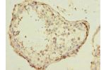 Immunohistochemistry of paraffin-embedded human testis using CSB-PA632275LA01HU at dilution of 1:100