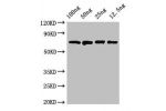 Western Blot<br />
Positive WB detected in Recombinant protein<br />
All lanes:dnaK antibody at 2.8