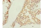 Immunohistochemistry of paraffin-embedded human testis tissue using CSB-PA635936DSR1HU at dilution of 1:100