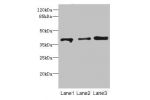 Western blot<br />
All lanes:
