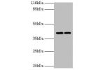 Western blot<br />
All lanes:GFOD2 antibody at 2ug/ml<br />
Lane 1:K562 whole cell lysate<br />
Lane 2:Hela whole cell lysate<br />
Secondary<br />
Goat polyclonal to rabbit at 1/10000 dilution<br />
Predicted band size: 43,31,13 kDa<br />
Observed band s
