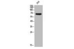 Western blot analysis of 293 using APP-BP2 antibody.. Secondary antibody  was diluted at 1:20000