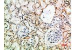 Immunohistochemical analysis of paraffin-embedded human-kidney, antibody was diluted at 1:200