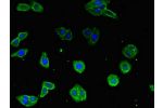 Immunofluorescent analysis of HepG2 cells using CSB-PA677720LA01HU at a dilution of 1:100 and Alexa Fluor 488-congugated AffiniPure Goat Anti-Rabbit IgG(H+L)