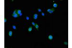 Immunofluorescent analysis of HepG2 cells using CSB-PA688567LA01HU at a dilution of 1:100 and Alexa Fluor 488-congugated AffiniPure Goat Anti-Rabbit IgG(H+L)