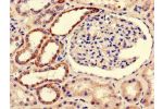 Immunohistochemistry of paraffin-embedded human kidney tissue using CSB-PA690486LA01HU at dilution of 1:100