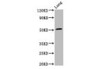 Western Blot<br />
Positive WB detected in:Rat lung tissue<br />
All lanes:ARHGAP1 antibody at 3.2