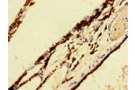 Immunohistochemistry of paraffin-embedded human eye tissue using CSB-PA692212LA01HU at dilution of 1:100