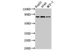 Western Blot<br />
Positive WB detected in:HepG2 whole cell lysate,A549 whole cell lysate,MCF-7 whole cell lysate<br />
All lanes:GLE1 antibody at 2.8