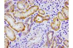 Immunohistochemistry of paraffin-embedded human kidney tissue using CSB-PA706631LA01HU at dilution of 1:100