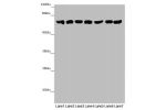 Western blot<br />
All lanes: EFHC1 antibody at 9.9 ug/ml<br />
Lane 1 : Mouse large intestine tissue<br />
Lane 2 : Mouse stomach tissue<br />
Lane 3 : Mouse brain tissue<br />
Lane 4 : Mouse kidney tissue<br />
Lane 5 : Mouse gonadal tissue<br />
Lane 6