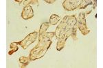 Immunohistochemistry of paraffin-embedded human placenta tissue using CSB-PA709599LA01HU at dilution 1:100