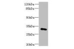 Western blot<br />
All lanes: FAM78A antibody at 0.2ug/ml+HepG-2 whole cell lysate<br />
Goat polyclonal to rabbit at 1/10000 dilution<br />
Predicted band size: 32 kDa<br />
Observed band size: 32 kDa<br />