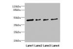 Western blot<br />
All lanes: FCRL6 antibody at 1.29ug/ml<br />
Lane 1 : Hela whole cell lysate<br />
Lane 2 : A549 whole cell lysate<br />
Lane 3 : Jurkat whole cell lysate<br />
Lane 4 : HepG-2 whole cell lysate<br />
Secondary<br />
Goat polyclonal to 