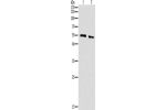 Gel: 10%SDS-PAGE, Lysate: 30 