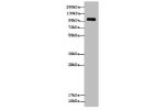 Western blot<br />
All lanes: EGFLAM antibody at 3 ug/ml+Mouse heart tissue<br />
 Goat polyclonal to rabbit at 1/10000 dilution<br />
Predicted band size: 112,111,42,85,17 kDa<br />
Observed band size: 111 kDa<br />
