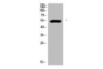 Western Blot analysis of 293T cells using primary antibody diluted at 1:500(4