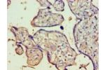 Immunohistochemistry of paraffin-embedded human placenta tissue using CSB-PA726129LA01HU at dilution 1:100