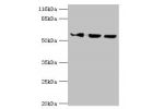 Western blot<br />
All lanes:ATL3 antibody at 2ug/ml<br />
Lane 1:Jurkat whole cell lysate<br />
Lane 2:Hela whole cell lysate<br />
Lane 3:HepG2 whole cell lysate<br />
Secondary<br />
Goat polyclonal to rabbit at 1/10000 dilution<br />
Predicted band si