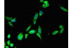 Immunofluorescent analysis of Hela cells using CSB-PA729200LA01HU at a dilution of 1:100 and Alexa Fluor 488-congugated AffiniPure Goat Anti-Rabbit IgG(H+L)