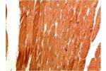 Immunohistochemical analysis of paraffin-embedded Human Skeletal Muscle Tissue using ATG4c Rabbit pAb diluted at 1:200
