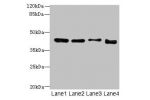 Western blot<br />
All lanes: DDI2 antibody at 4ug/ml<br />
Lane 1 : A431 whole cell lysate<br />
Lane 2 : HL60 whole cell lysate<br />
Lane 3 : K562 whole cell lysate<br />
Lane 4 : Caco-2 whole cell lysate<br />
Secondary<br />
Goat polyclonal to Rabbit