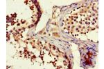 Immunohistochemistry of paraffin-embedded human testicular tissue using CSB-PA735976LA01HU at dilution of 1:100