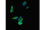 Immunofluorescent analysis of HepG-2 cells using CSB-PA740927LA01HU at a dilution of 1:100 and Alexa Fluor 488-congugated AffiniPure Goat Anti-Rabbit IgG(H+L)
