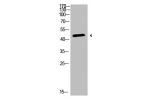 Western Blot analysis of 3T3 cells using Antibody diluted at 500