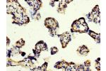 IHC image of CSB-PA740988LA01HU diluted at 1:200 and staining in paraffin-embedded human placenta tissue performed on a Leica BondTM system. After dewaxing and hydration, antigen retrieval was mediated by high pressure in a citrate buffer (pH 6.0). Sectio