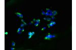 Immunofluorescent analysis of 293 cells using CSB-PA744194LA01HU at a dilution of 1:100 and Alexa Fluor 488-congugated AffiniPure Goat Anti-Rabbit IgG(H+L)