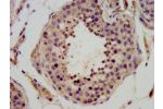 IHC image of CSB-PA744290LA01HU diluted at 1:400 and staining in paraffin-embedded human testis tissue performed on a Leica BondTM system. After dewaxing and hydration, antigen retrieval was mediated by high pressure in a citrate buffer (pH 6.0). Section 