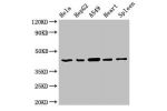 Western Blot<br />
Positive WB detected in:Hela whole cell lysate,HepG2 whole cell lysate,A549 whole cell lysate,Rat heart tissue,Rat spleen tissue<br />
All lanes:EIF3M antibody at 2.7