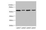 Western blot<br />
All lanes: CD276 antibody at 0.48ug/ml<br />
Lane 1 : U251 whole cell lysate<br />
Lane 2 : Jurkat whole cell lysate<br />
Lane 3 : HepG-2 whole cell lysate<br />
Lane 4 : 293T whole cell lysate<br />
Secondary<br />
Goat polyclonal to 