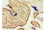 Immunohistochemistry of paraffin-embedded human placenta using CSB-PA747778ESR2HU at dilution 1:100