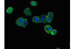 Immunofluorescent analysis of HepG2 cells using CSB-PA747792LA01HU at a dilution of 1:100 and Alexa Fluor 488-congugated AffiniPure Goat Anti-Rabbit IgG(H+L)