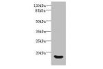 Western blot<br />
All lanes: Beta-defensin 14 antibody at 12ug/ml+ Rat liver tissue<br />
Goat polyclonal to rabbit at 1/10000 dilution<br />
Predicted band size: 7 kDa<br />
Observed band size: 7 kDa<br />