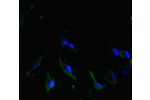 Immunofluorescent analysis of Hela cells using CSB-PA750783LA01HU at a dilution of 1:100 and Alexa Fluor 488-congugated AffiniPure Goat Anti-Rabbit IgG(H+L)