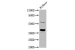 Western Blot<br />
Positive WB detected in:Rat kidney tissue<br />
All lanes:CD300LG antibody at 6