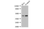 Western Blot<br />
Positive WB detected in:Hela whole cell lysate,Mouse stomach tissue<br />
All lanes:GFRAL antibody at 3.5