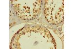 Immunohistochemistry of paraffin-embedded human testis tissue using CSB-PA753727LA01HU at dilution of 1:100