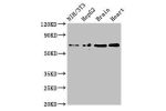 Western Blot<br />
Positive WB detected in:NIH/3T3 whole cell lysate,HepG2 whole cell lysate,Mouse brain tissue,Rat heart tissue<br />
All lanes:EMB antibody at 3