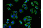 Immunofluorescent analysis of A549 cells using CSB-PA754242LA01HU at a dilution of 1:100 and Alexa Fluor 488-congugated AffiniPure Goat Anti-Rabbit IgG(H+L)