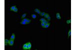 Immunofluorescent analysis of HepG2 cells using CSB-PA757602LA01HU at a dilution of 1:100 and Alexa Fluor 488-congugated AffiniPure Goat Anti-Rabbit IgG(H+L)