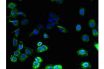 Immunofluorescent analysis of A431 cells using CSB-PA757637LA01HU at a dilution of 1:100 and Alexa Fluor 488-congugated AffiniPure Goat Anti-Rabbit IgG(H+L)