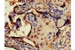 Immunohistochemistry of paraffin-embedded human placenta tissue using CSB-PA757785LA01HU at dilution of 1:100